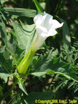 Jimsonweed-flower-Erin-Taylor