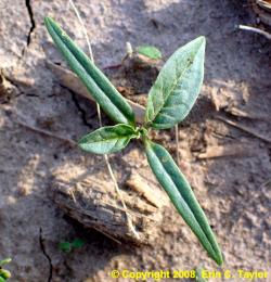 Jimsonweed-seedling-Erin-Taylor