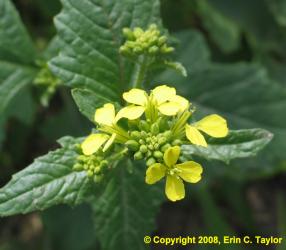 Wild-Mustard-flower-Erin-Taylor